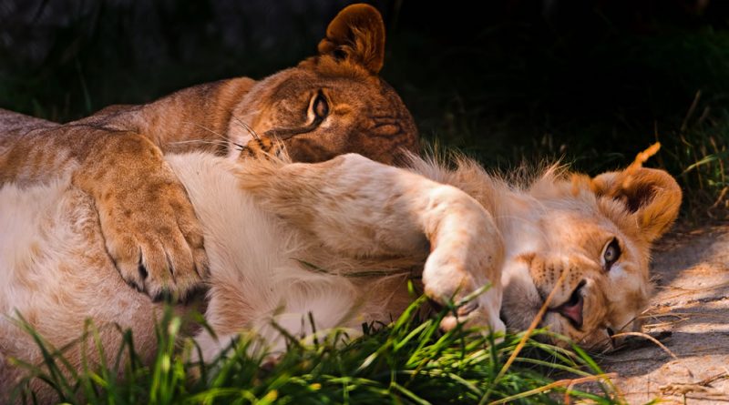 Ακούστε, Γατάκια… 1 Zumba the white lion and Timba his girlfriend lioness cuddling like a loving couple